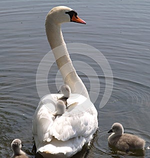 Mute Swan and Cygnets photo