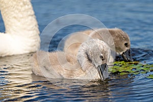 Mute Swan Cygnets closeup in Danube Delta