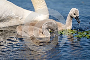 Mute Swan Cygnets closeup in Danube Delta