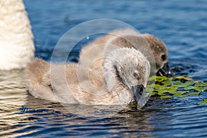 Mute Swan Cygnets closeup in Danube Delta. Swan youngsters, babies