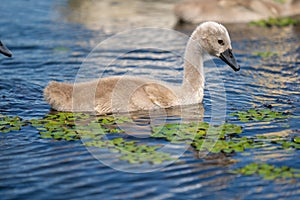 Mute Swan Cygnets closeup in Danube Delta. Swan youngsters, babies