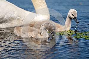 Mute Swan Cygnets closeup in Danube Delta. Swan youngsters, babies