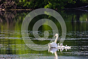 Mute Swan and Cygnets (Cygnus olor) on Huron River