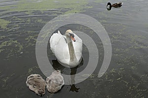 Mute Swan with cygnets (Cygnus-olor), Shawbirch, Telford, Shropshire, England, UK photo