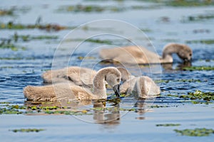 Mute Swan cygnets feeding in the water in Danube Delta