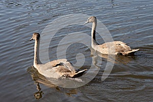 Mute Swan Cygnets illuminated in the sunshine on Hedgecourt Lake