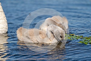 Mute Swan Cygnets