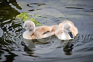 Mute Swan Cygnets