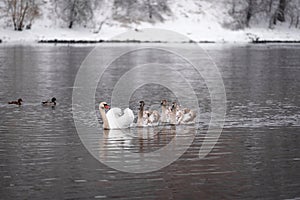 Mute swan with cygnets in the river winter landscape