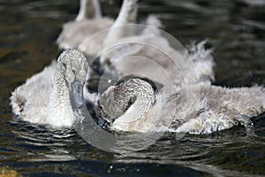 Mute swan cygnets