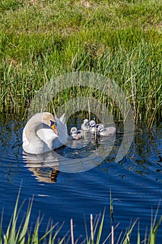 A Swan and Cygnets