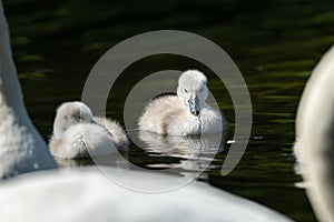Mute swan cygnets swimming on a sunny day in spring
