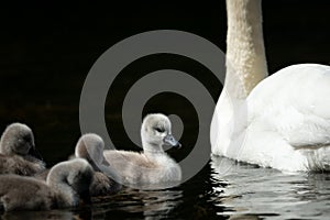 Mute swan cygnets swimming on a sunny day in spring