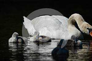 Mute swan cygnets swimming on a sunny day in spring