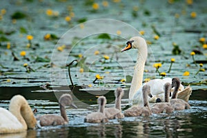 Mute swan cygnets swimming on a sunny day in spring