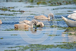 Mute Swan cygnets