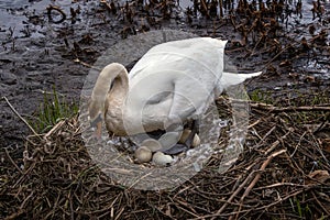 Mute swan (Cygnus olo) in its bird nest with newly laid eggs photo