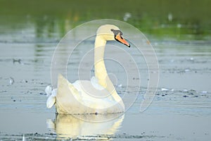 Mute swan, Cygnus olor