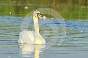 Mute swan, Cygnus olor