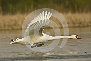 Mute swan / Cygnus olor photo