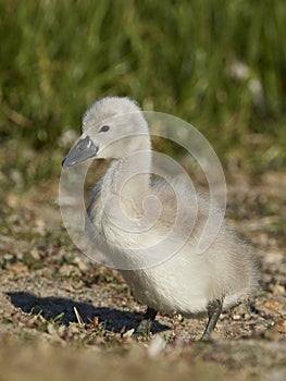 Mute swan Cygnus olor