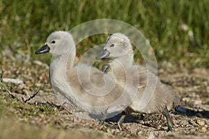 Mute swan Cygnus olor