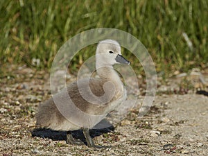 Mute swan Cygnus olor