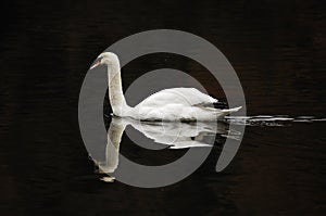 Mute Swan (Cygnus olor) photo