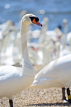 Mute swan cygnus olor