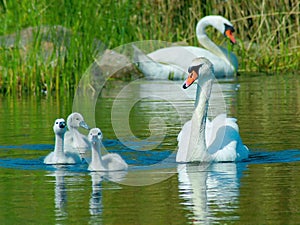 Mute swan (Cygnus olor)