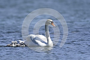 Mute swan, cygnus olor