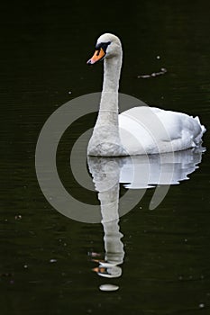 Mute Swan - Cygnus olor