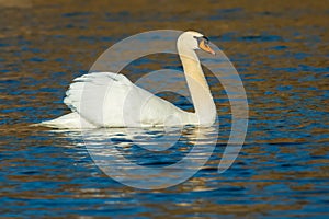 Mute Swan - Cygnus olor