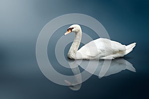 Mute Swan (Cygnus olor)