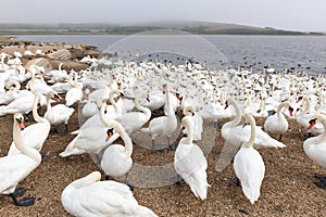 Mute swan cygnus olor