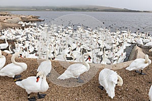 Mute swan cygnus olor