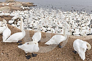 Mute swan cygnus olor