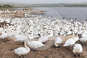 Mute swan cygnus olor