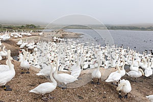 Mute swan cygnus olor