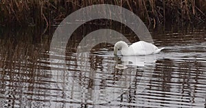 Mute swan (Cygnus olor)