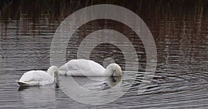 Mute swan (Cygnus olor)