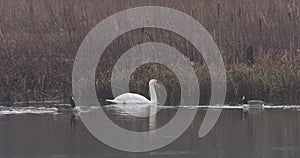 Mute swan (Cygnus olor)