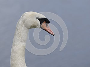 Mute swan, Cygnus olor