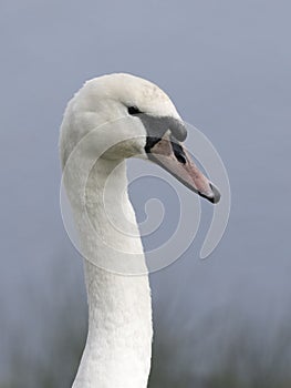 Mute swan, Cygnus olor