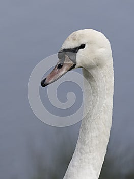 Mute swan, Cygnus olor