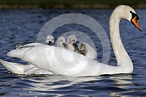 Mute swan, Cygnus olor