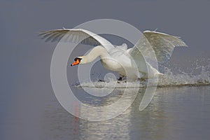 Mute Swan/Cygnus olor/.