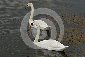 Mute swan (Cygnus olor)