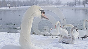 Mute Swan - Cygnus olor