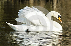 Mute swan (Cygnus olor)